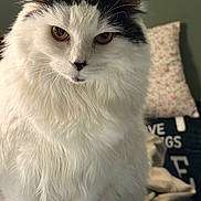 Molly is registered to the contest to win money with this photo: cat, white_cat, black_markings, fluffy_fur, pet, indoor, close_up, feline, domestic_cat, soft_fur, whiskers, ears, yellow_eyes, home, pillow, blanket, cozy, relaxed, animal, portrait