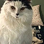 cat, white_cat, black_markings, fluffy_fur, pet, indoor, close_up, feline, domestic_cat, soft_fur, whiskers, ears, yellow_eyes, home, pillow, blanket, cozy, relaxed, animal, portrait