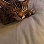 cat, tabby, sleeping, bed, cozy, indoor, pet, feline, resting, closeup, soft, blurred_background, domestic, fur, whiskers, ears, paw, animal, cute, relaxed