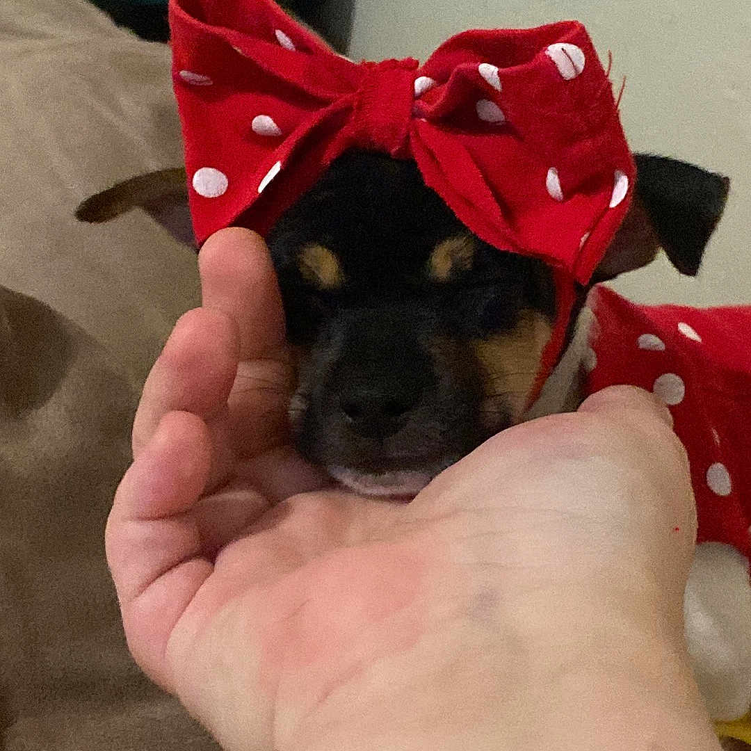 Nova