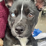 Kooky participe au concours pour gagner de l'argent avec cette photo : dog, close_up, heterochromia, black_fur, white_chest_marking, brown_eye, blue_eye, pet, domestic_animal, canine, portrait, indoor, curious, calm, ears_up, snout, whiskers, furry, animal_face, companion