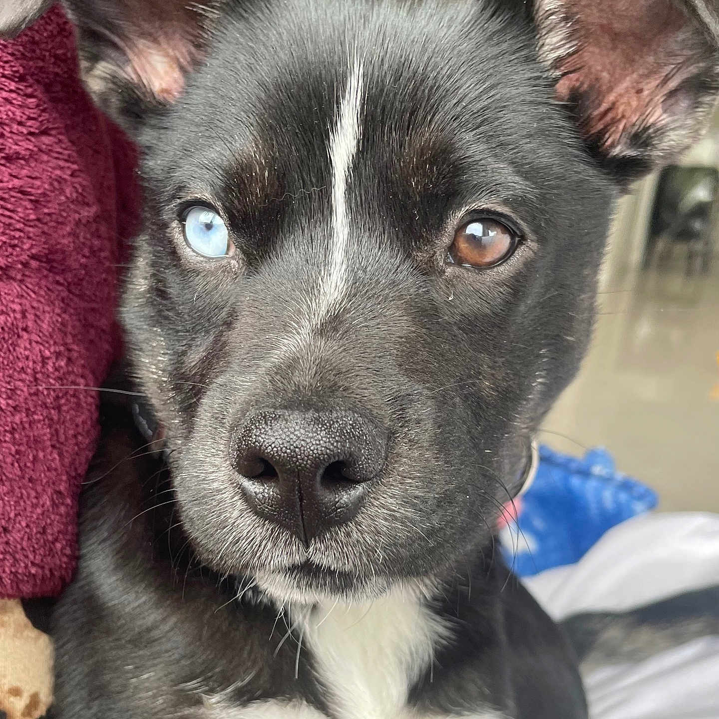 Kooky participe au concours pour gagner de l'argent avec cette photo : dog, close_up, heterochromia, black_fur, white_chest_marking, brown_eye, blue_eye, pet, domestic_animal, canine, portrait, indoor, curious, calm, ears_up, snout, whiskers, furry, animal_face, companion