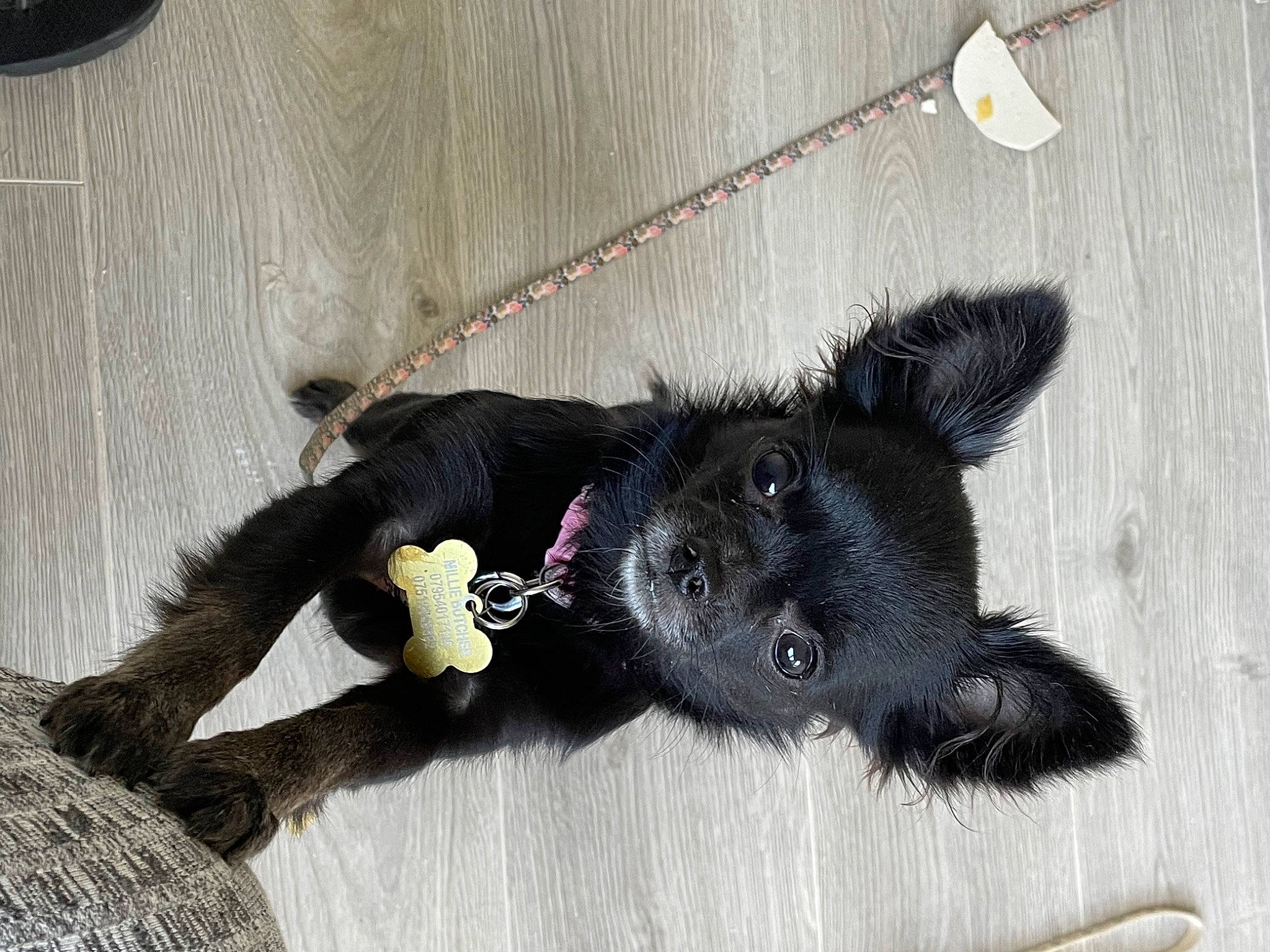 Millie joined the competition — help win amazing prizes! canidae, carnivore, claw, collar, companion_dog, dog, dog_breed, dog_collar, foot, fur, grey, leash, paw, snout, sporting_group, stuffed_toy, tail, toy, white, working_animal