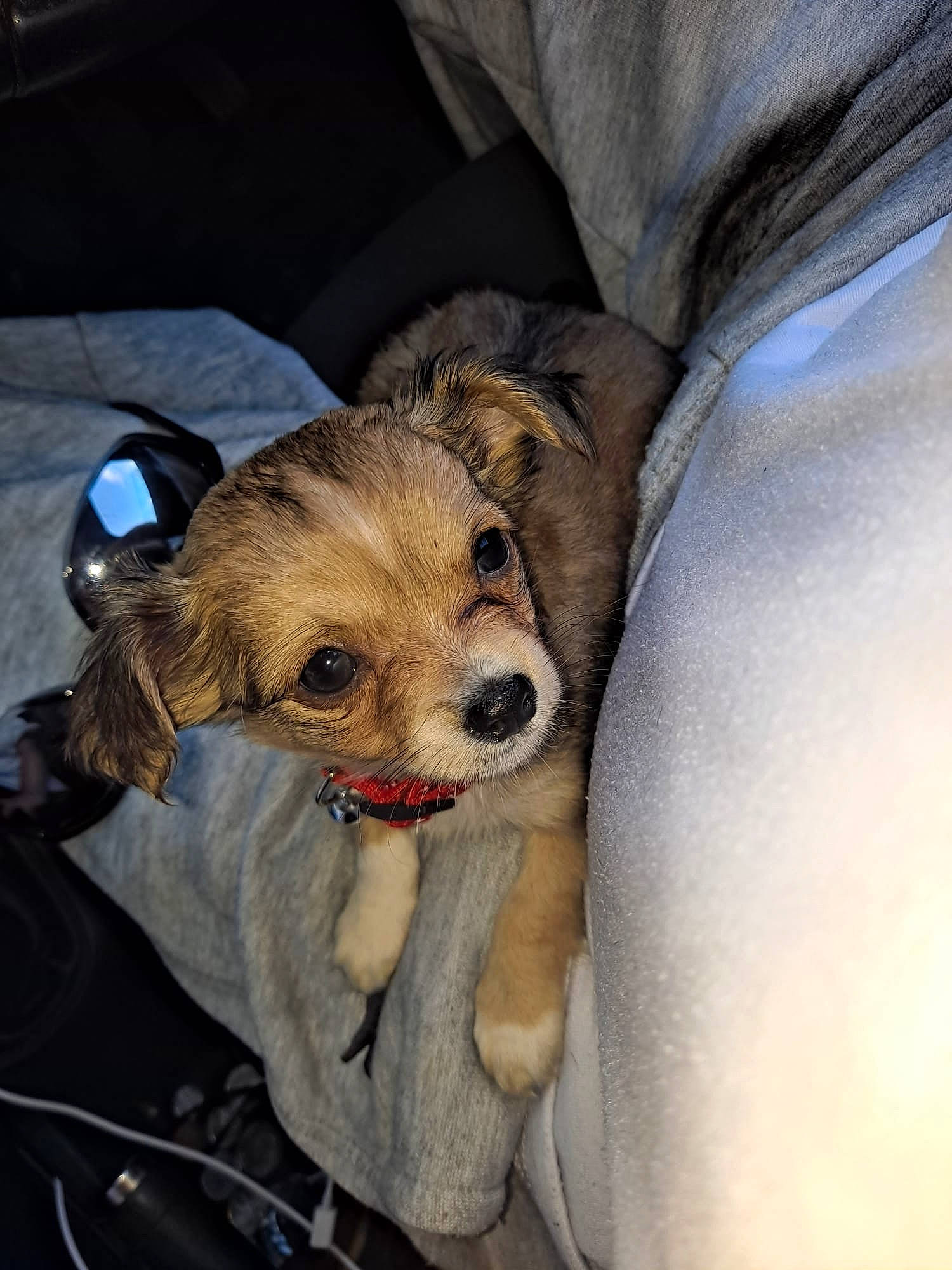 Scamp is registered to the contest to win money with this photo: bag, baggage, canidae, carnivore, comfort, companion_dog, dog, dog_breed, dog_clothes, dog_supply, fawn, fur, puppy, seat_belt, small_terrier, snout, sporting_group, terrier, toy_dog, working_animal