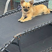 Lexi Butcher is registered to the contest to win money with this photo: dog, small_dog, outdoor, lounge_chair, relaxed, brown_fur, pet, canine, resting, furniture, backyard, plastic_container, metal_frame, daylight, ears_up, tail, collar, cute, animal, domestic