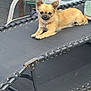 dog, small_dog, outdoor, lounge_chair, relaxed, brown_fur, pet, canine, resting, furniture, backyard, plastic_container, metal_frame, daylight, ears_up, tail, collar, cute, animal, domestic