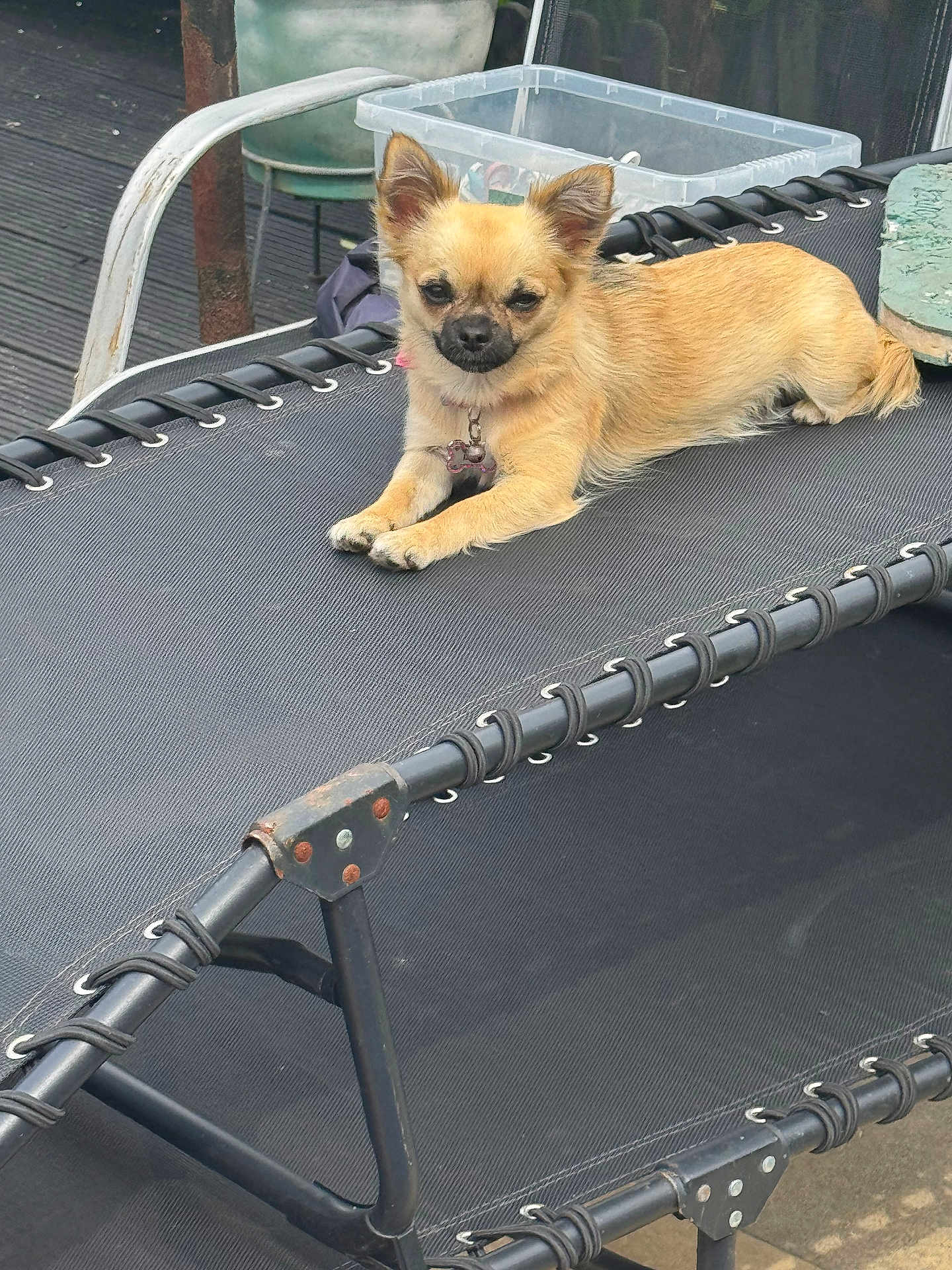 Lexi Butcher is registered to the contest to win money with this photo: dog, small_dog, outdoor, lounge_chair, relaxed, brown_fur, pet, canine, resting, furniture, backyard, plastic_container, metal_frame, daylight, ears_up, tail, collar, cute, animal, domestic