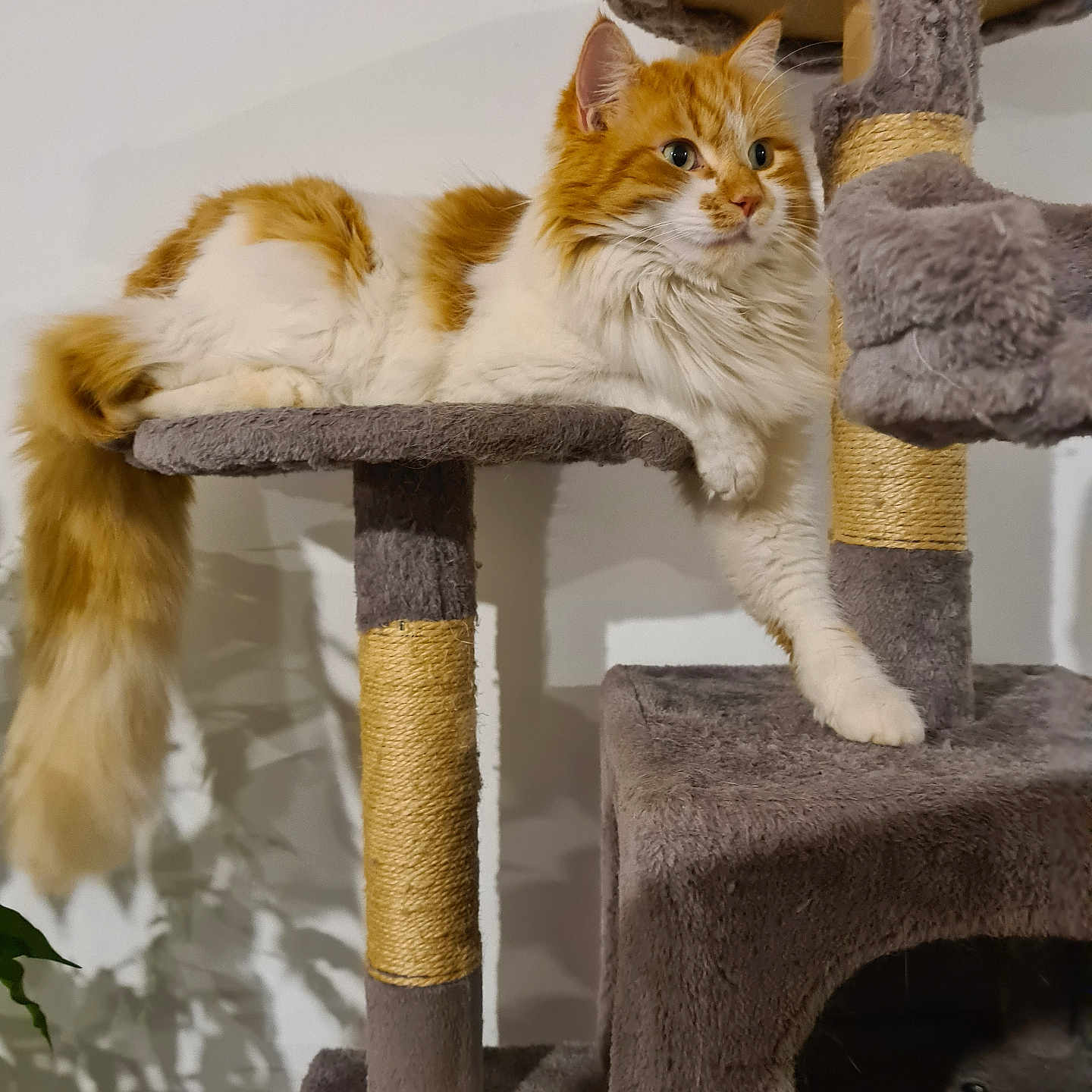 Hiro participe au concours pour gagner de l'argent avec cette photo : abyssinian, accessories, angora, animal, archaeology, armchair, cat, chair, clothing, furniture, hardwood, hat, kitten, manx, pet, plywood, shelf, siamese, strap, wood