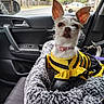 Heidi joined the competition — help win amazing prizes! black, car_interior, collar, costume, curious, dog, dog_bed, ears, fluffy, furry, leash, parked_car, pet, road, seat, seatbelt, small_dog, urban, window, yellow