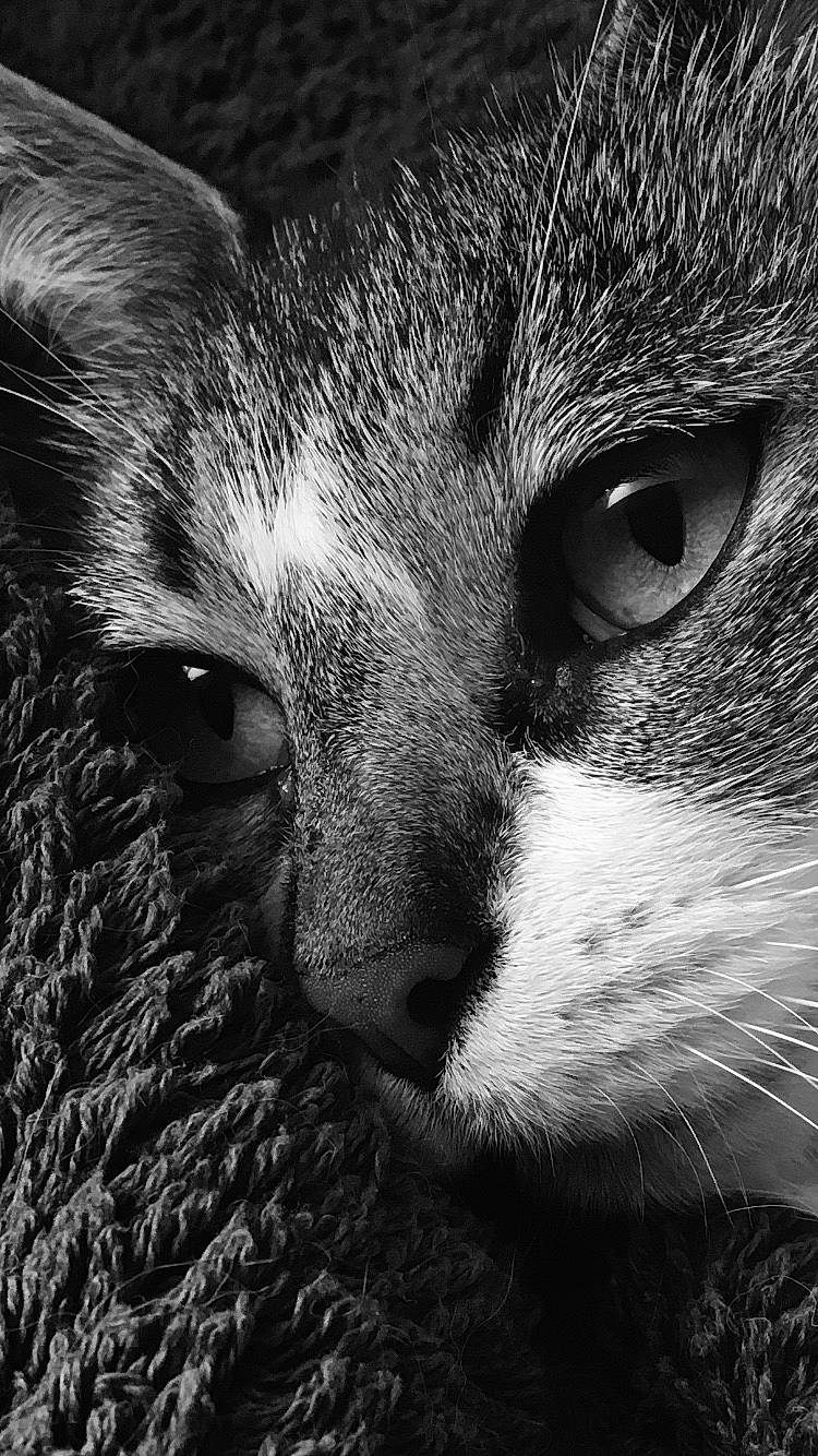 Minette a rejoint le concours — aidez-le/la à gagner de superbes lots ! carnivore, cat, close_up, darkness, eye, felidae, fur, grey, hair, head, human_body, iris, mammal, monochrome, monochrome_photography, nose, small_to_medium_sized_cats, snout, style, whiskers