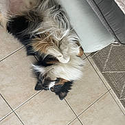 Willy participe au concours pour gagner de l'argent avec cette photo : dog, tricolor, fluffy, lying_down, floor, tile, couch, carpet, relaxed, pet, indoor, fur, paw, snout, ear, animal, canine, home, resting, cute