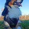 Willy a rejoint le concours — aidez-le/la à gagner de superbes lots ! dog, outdoor, grass, blue_sky, tongue_out, happy, pet, animal, nature, fur, canine, sunlight, daytime, field, muzzle, paws, collar, tricolor, close_up, relaxed