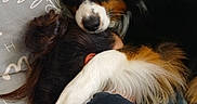 Willy participe au concours pour gagner de l'argent avec cette photo : dog, person, couch, pillow, fur, black_fur, white_fur, brown_fur, head, paw, resting, comfort, affection, indoor, close_up, cozy, animal, human, companion, bond