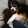 dog, person, couch, pillow, fur, black_fur, white_fur, brown_fur, head, paw, resting, comfort, affection, indoor, close_up, cozy, animal, human, companion, bond