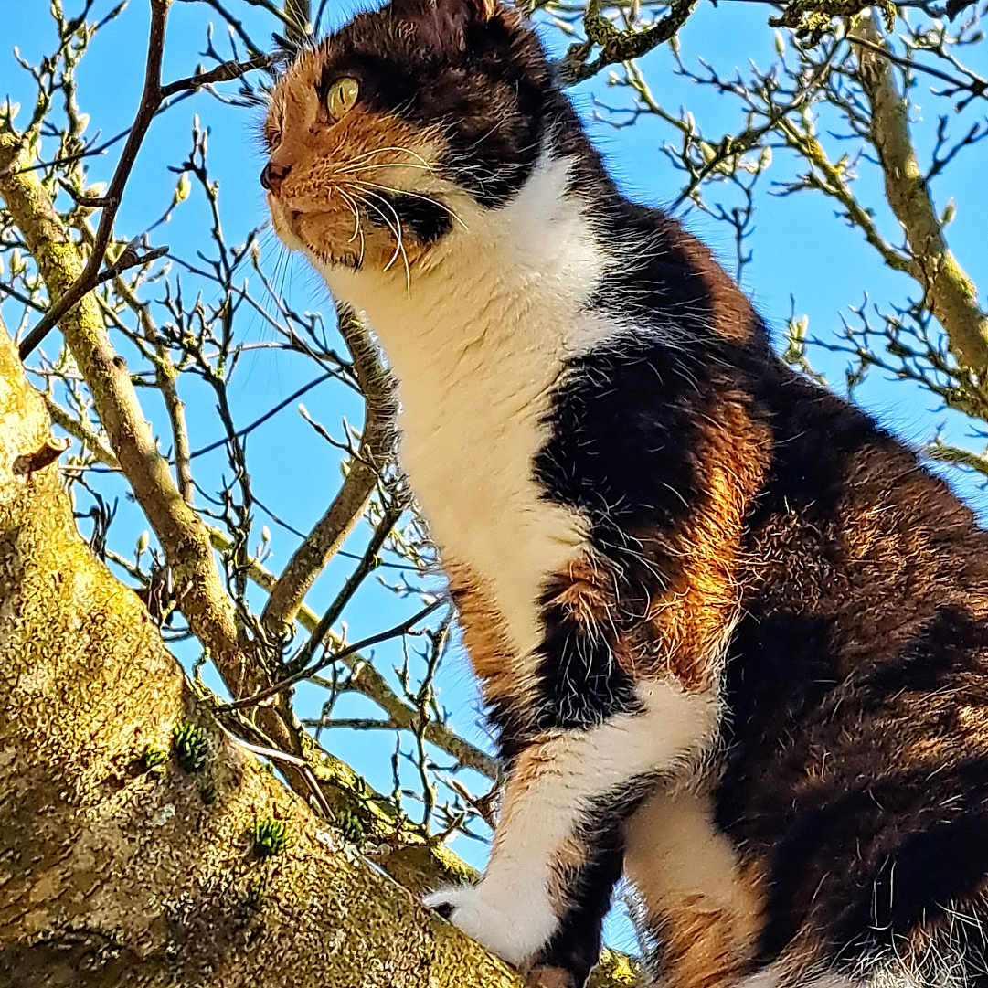Malya participe au concours pour gagner de l'argent avec cette photo : alert, animal, blue_sky, branch, calico, calm, cat, close_up, daylight, fur, majestic, mammal, nature, outdoor, perched, pet, sunlight, tree, whiskers, wildlife