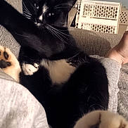 Sirius joined the competition — help win amazing prizes! cat, black_and_white, paw, whiskers, couch, furniture, indoor, relaxed, animal, pet, fur, stretching, home, cozy, person, foot, closeup, domestic_cat, resting, comfortable