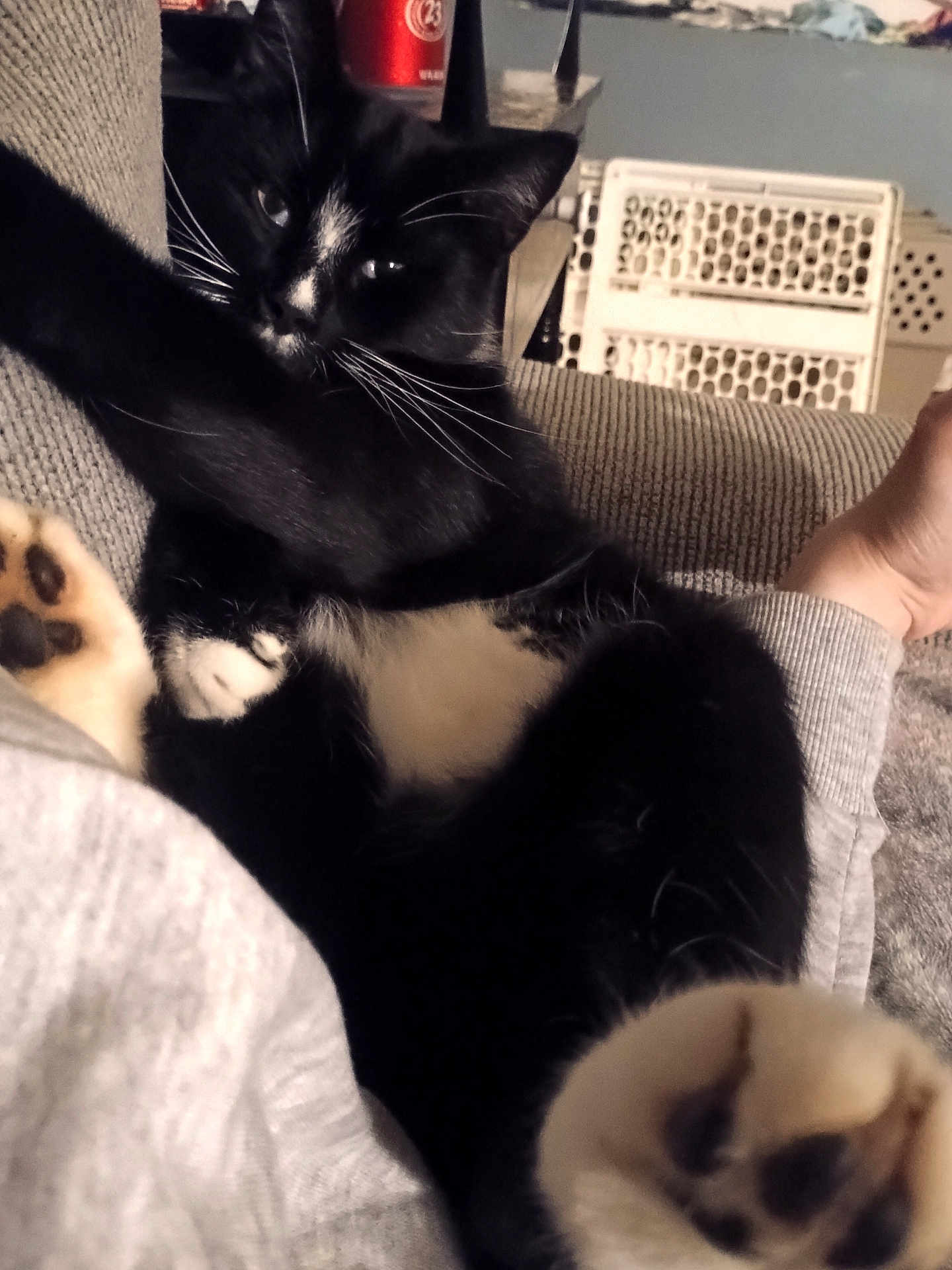 Sirius joined the competition — help win amazing prizes! cat, black_and_white, paw, whiskers, couch, furniture, indoor, relaxed, animal, pet, fur, stretching, home, cozy, person, foot, closeup, domestic_cat, resting, comfortable