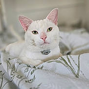 Aziah is registered to the contest to win money with this photo: cat, white_cat, green_eyes, pet, indoor, blanket, bed, fur, animal, domestic_animal, relaxed, resting, cute, close_up, portrait, feline, soft_light, collar, pink_nose, ears