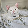 cat, white_cat, green_eyes, pet, indoor, blanket, bed, fur, animal, domestic_animal, relaxed, resting, cute, close_up, portrait, feline, soft_light, collar, pink_nose, ears