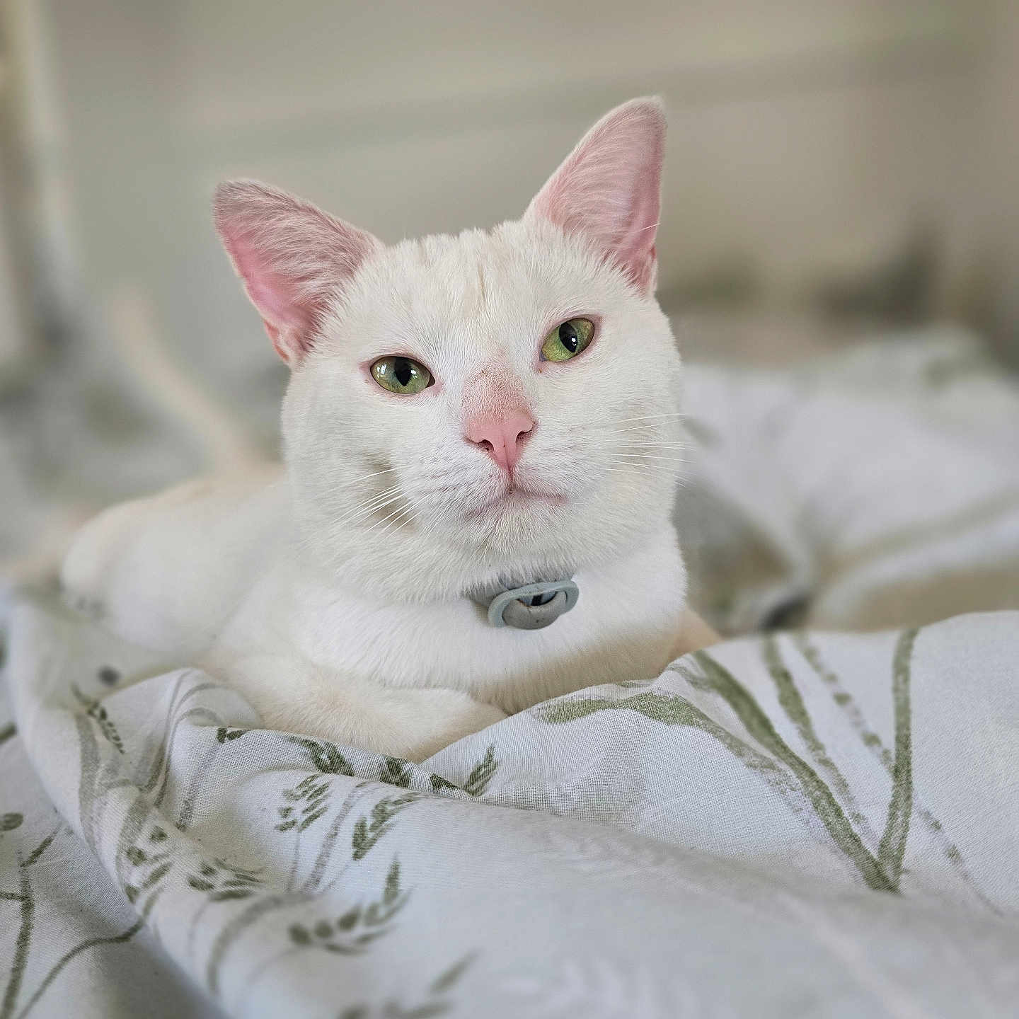 Aziah is registered to the contest to win money with this photo: animal, bed, blanket, cat, close_up, collar, cute, domestic_animal, ears, feline, fur, green_eyes, indoor, pet, pink_nose, portrait, relaxed, resting, soft_light, white_cat