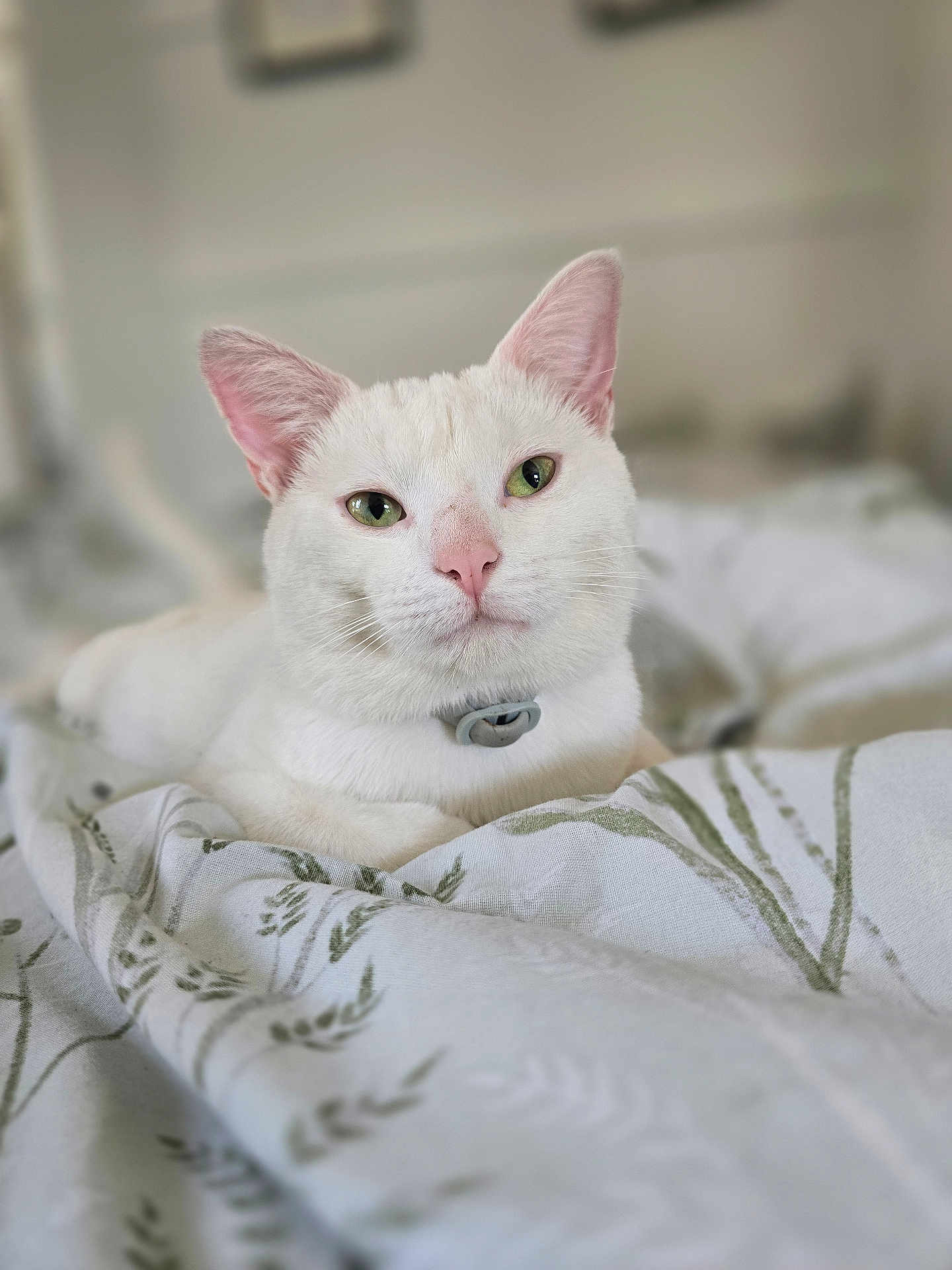 Aziah is registered to the contest to win money with this photo: cat, white_cat, green_eyes, pet, indoor, blanket, bed, fur, animal, domestic_animal, relaxed, resting, cute, close_up, portrait, feline, soft_light, collar, pink_nose, ears