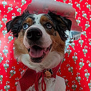 Nala Kiera joined the competition — help win amazing prizes! dog, australian_shepherd, pet, animal, portrait, close_up, fluffy, tricolor, blue_eye, brown_eye, smiling, happy, tongue, scarf, christmas, holiday, candy_cane, wrapping_paper, festive, indoor