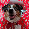dog, australian_shepherd, pet, animal, portrait, close_up, fluffy, tricolor, blue_eye, brown_eye, smiling, happy, tongue, scarf, christmas, holiday, candy_cane, wrapping_paper, festive, indoor