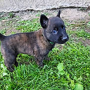Opale participe au concours pour gagner de l'argent avec cette photo : alert, animal, black_face, brindle, collar, curious, cute, dog, ears_up, fur, grass, greenery, ground, nature, outdoor, pet, puppy, small, standing, young