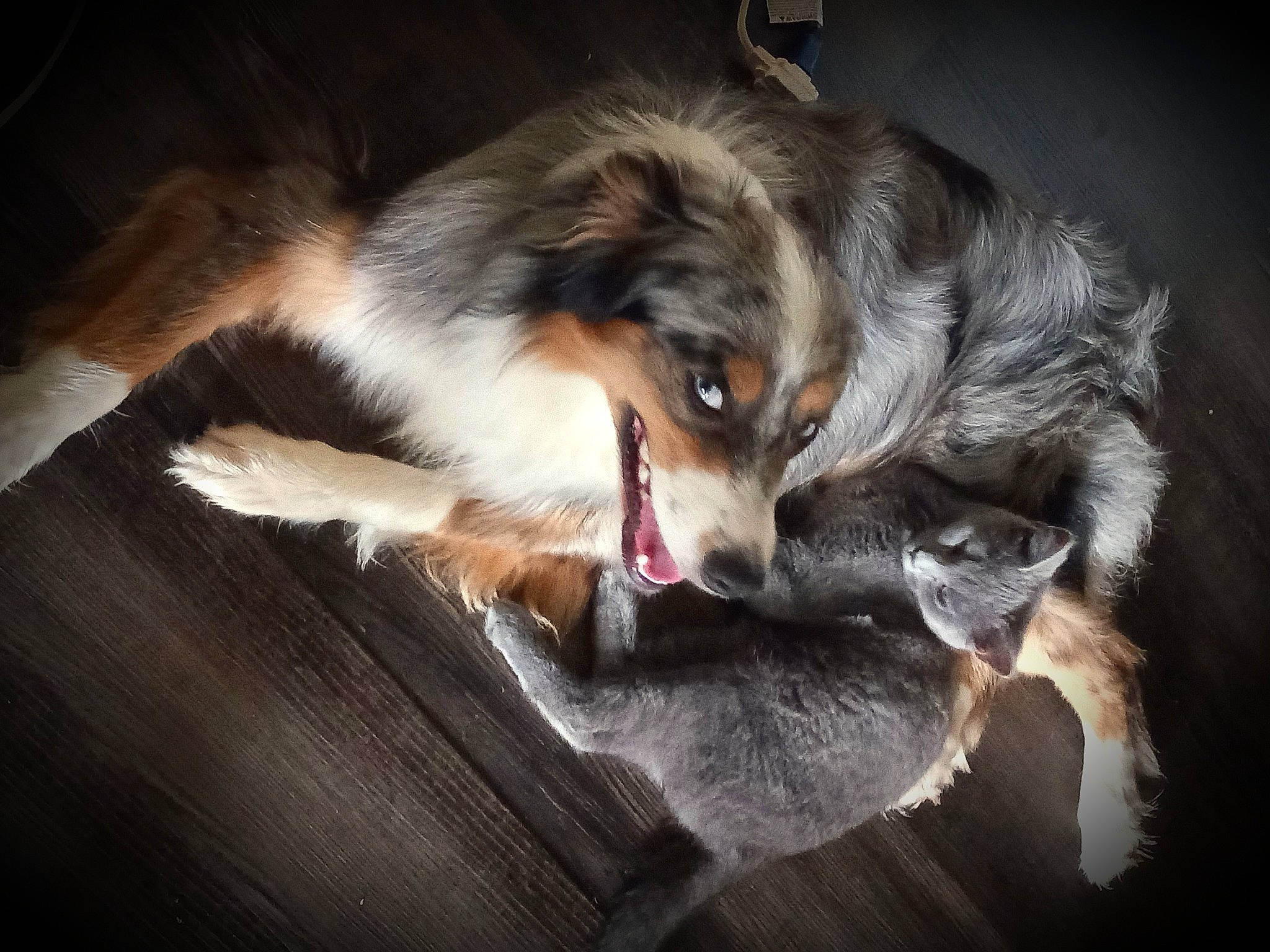 Oscar is registered to the contest to win money with this photo: ball, canidae, carnivore, comfort, companion_dog, darkness, dog, dog_breed, ear, fawn, fur, paw, plant, rough_collie, snout, sporting_group, terrestrial_animal, whiskers, working_dog