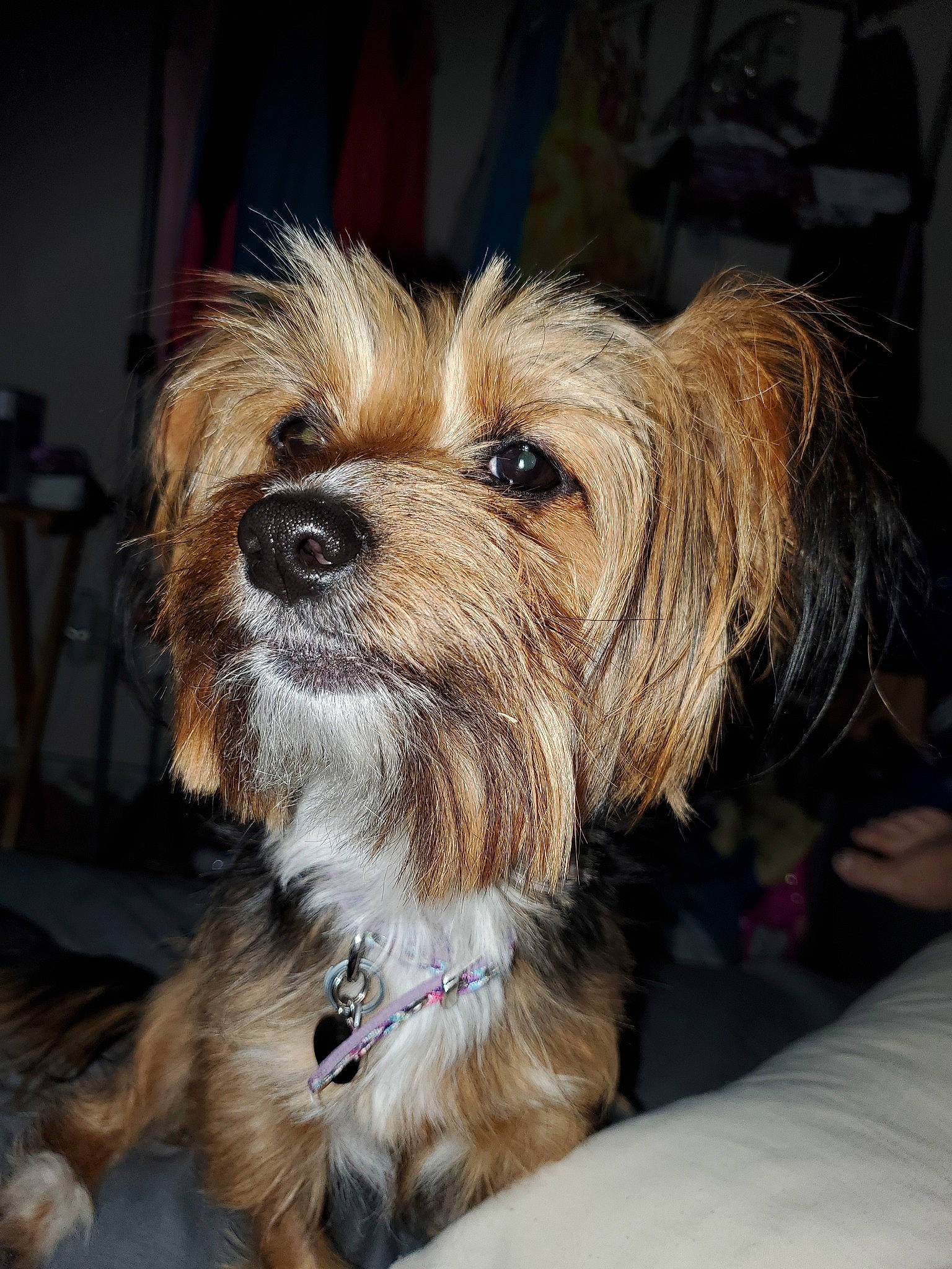 Princess Amara joined the competition — help win amazing prizes! australian_silky_terrier, australian_terrier, canidae, carnivore, chinese_imperial_dog, companion_dog, dog, dog_breed, lhasa_apso, mammal, morkie, norfolk_terrier, puppy, rare_breed_dog, small_terrier, snout, terrier, toy_dog, vertebrate, yorkshire_terrier