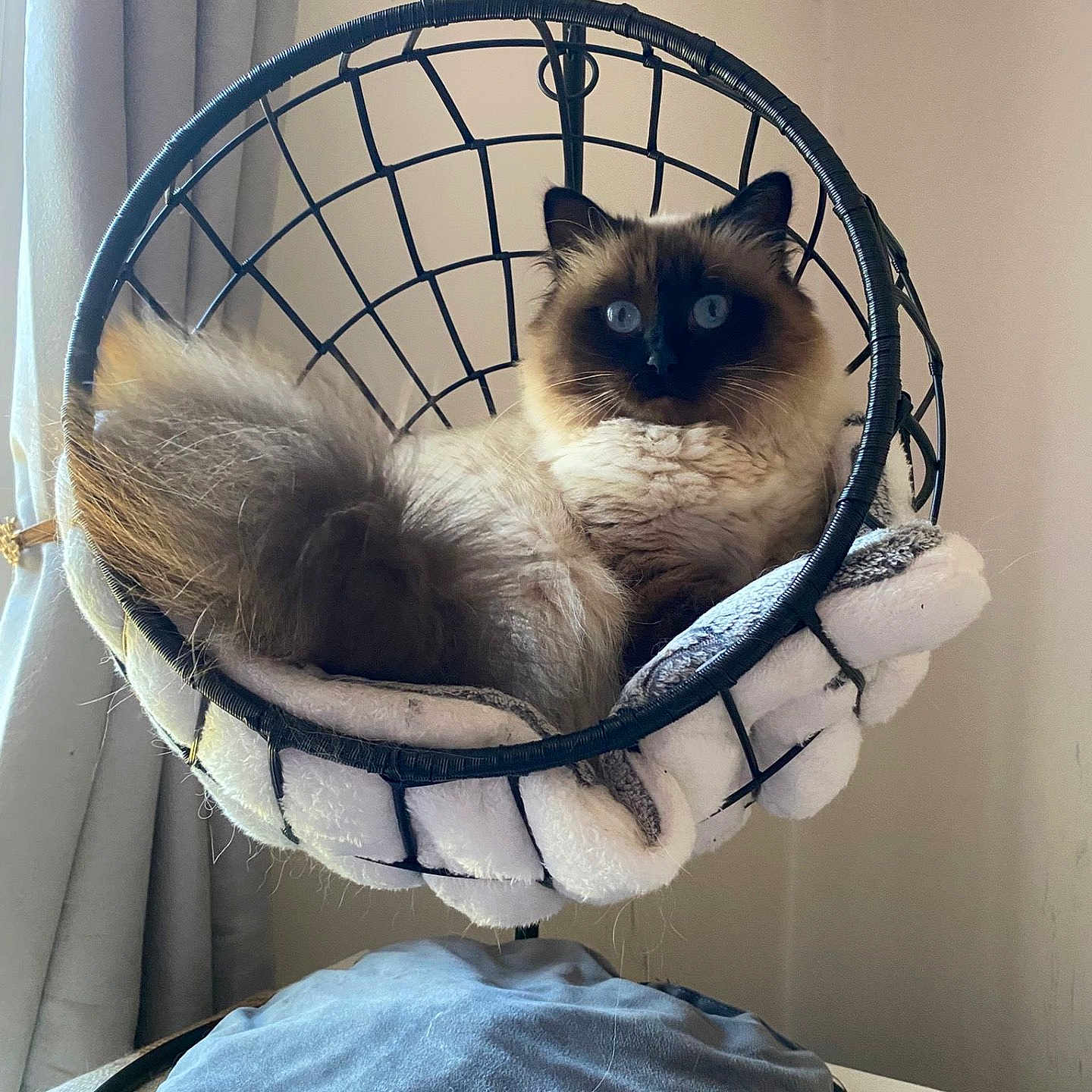 Strella a rejoint le concours — aidez-le/la à gagner de superbes lots ! animal, blanket, blue_eyes, cat, chair, cozy, curtains, cute, domestic_cat, fluffy, fur, furniture, home, indoor, pet, relaxed, resting, siamese_cat, soft_lighting, wire_chair