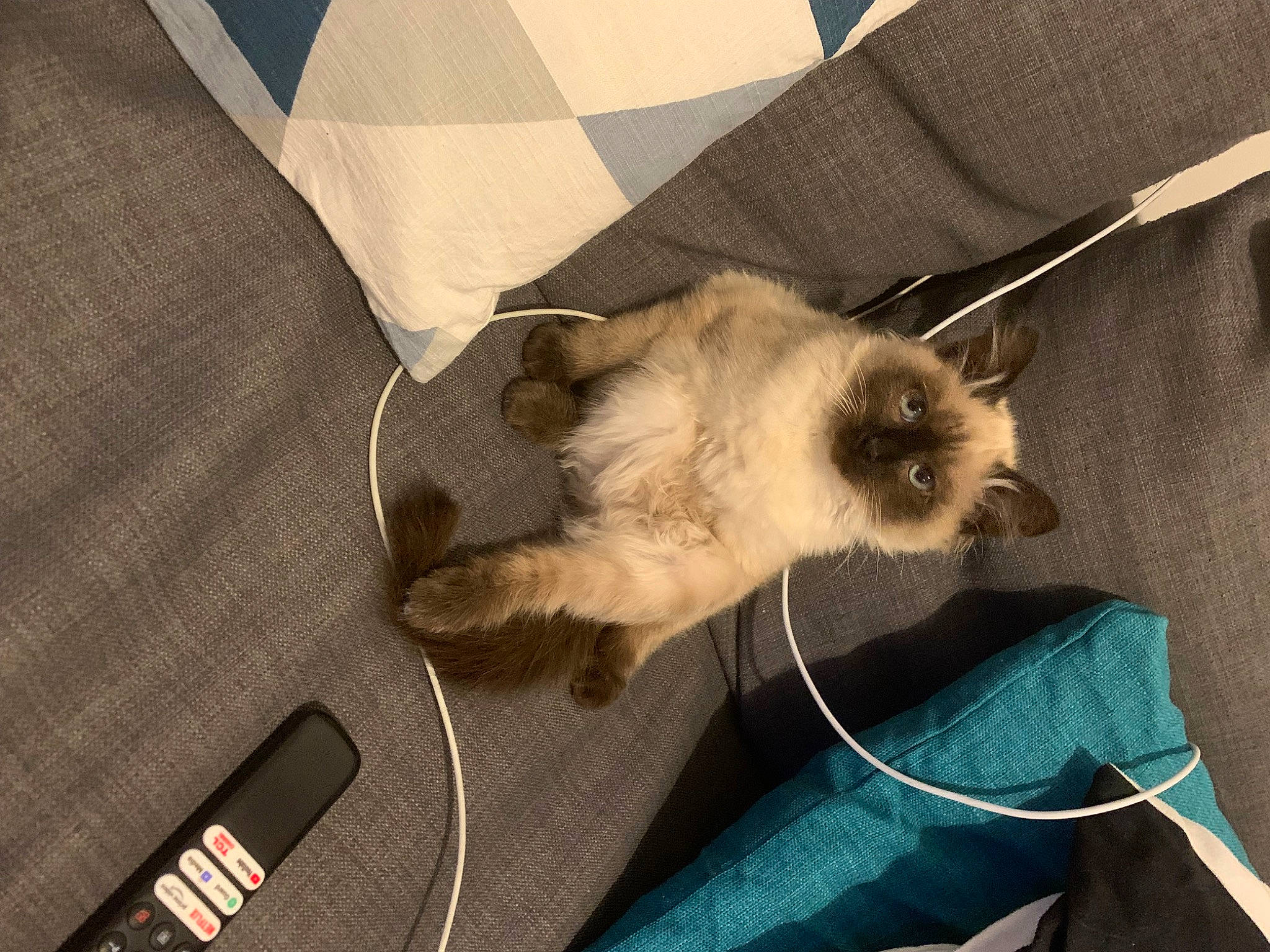 Strella a rejoint le concours — aidez-le/la à gagner de superbes lots ! bag, balinese, birman, canidae, carnivore, cat, claw, comfort, companion_dog, dog_breed, fawn, felidae, fur, paw, siamese, small_to_medium_sized_cats, sporting_group, tail, thai, whiskers