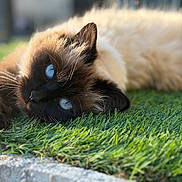 Strella participe au concours pour gagner de l'argent avec cette photo : cat, blue_eyes, fluffy, grass, outdoor, close_up, animal, pet, relaxed, sunlight, nature, feline, lying_down, whiskers, soft_focus, cream_color, portrait, side_view, daytime, peaceful