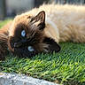 cat, blue_eyes, fluffy, grass, outdoor, close_up, animal, pet, relaxed, sunlight, nature, feline, lying_down, whiskers, soft_focus, cream_color, portrait, side_view, daytime, peaceful