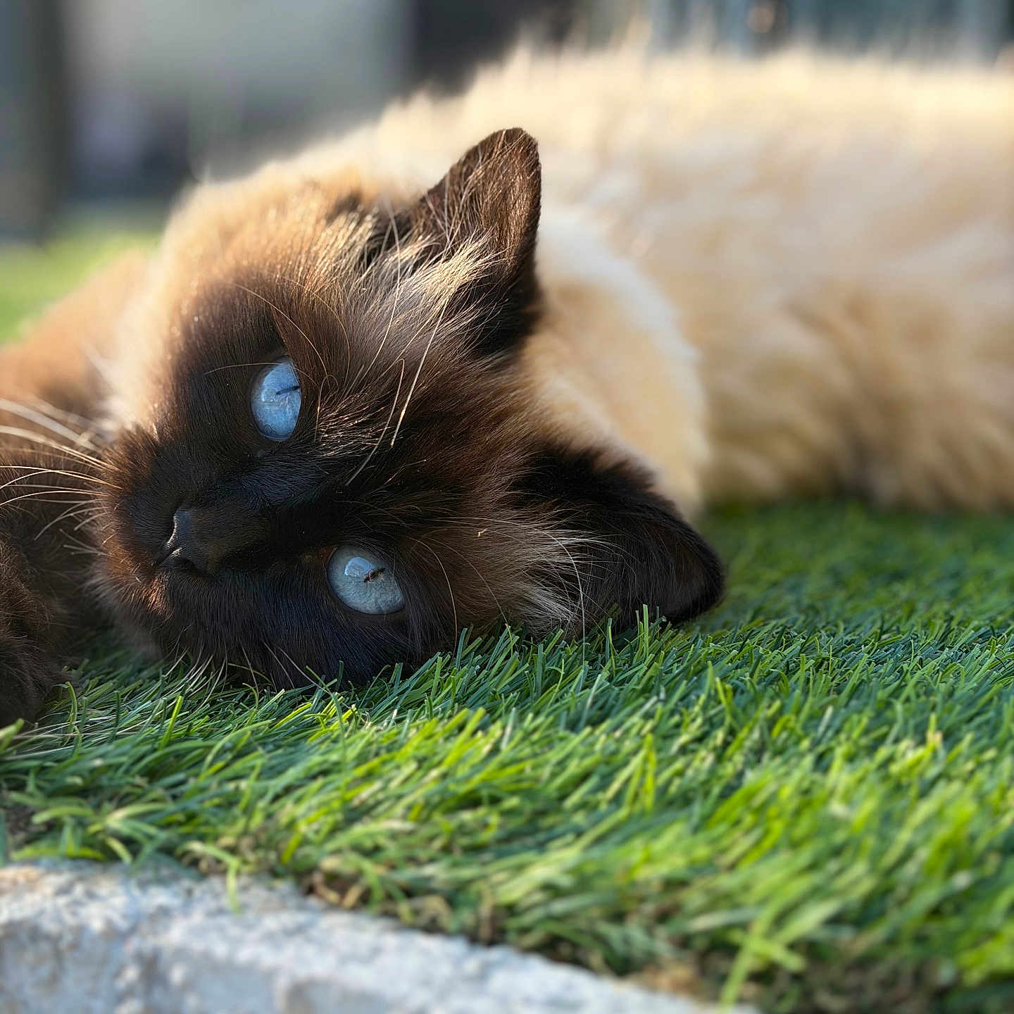 Strella participe au concours pour gagner de l'argent avec cette photo : cat, blue_eyes, fluffy, grass, outdoor, close_up, animal, pet, relaxed, sunlight, nature, feline, lying_down, whiskers, soft_focus, cream_color, portrait, side_view, daytime, peaceful
