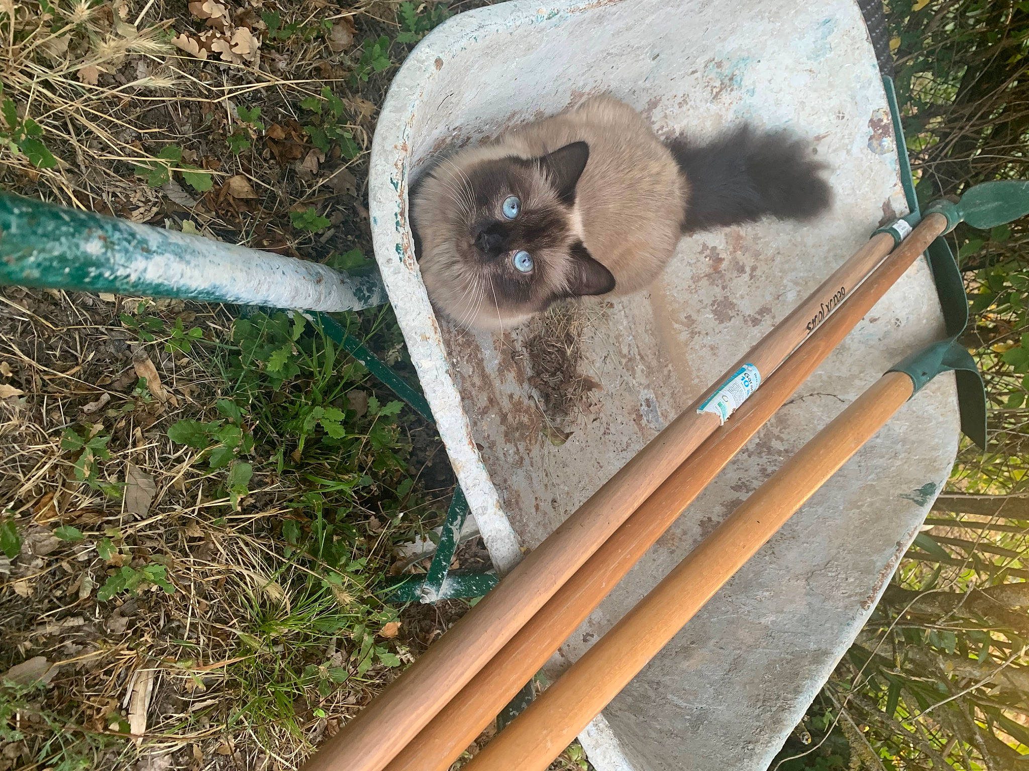 Strella a rejoint le concours — aidez-le/la à gagner de superbes lots ! fawn, grass, natural_material, plant, soil, tail, terrestrial_animal, wood