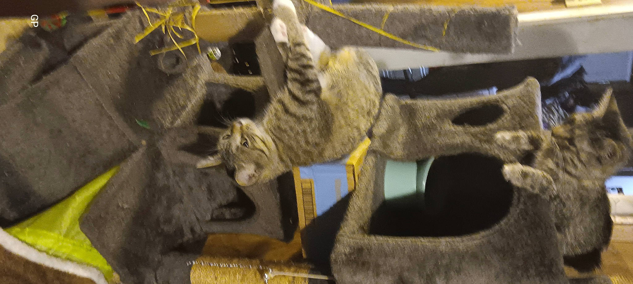 Bootz is registered to the contest to win money with this photo: carnivore, cat, domestic_short_haired_cat, felidae, fur, small_to_medium_sized_cats, snout, tail, terrestrial_animal, thread, whiskers, wire