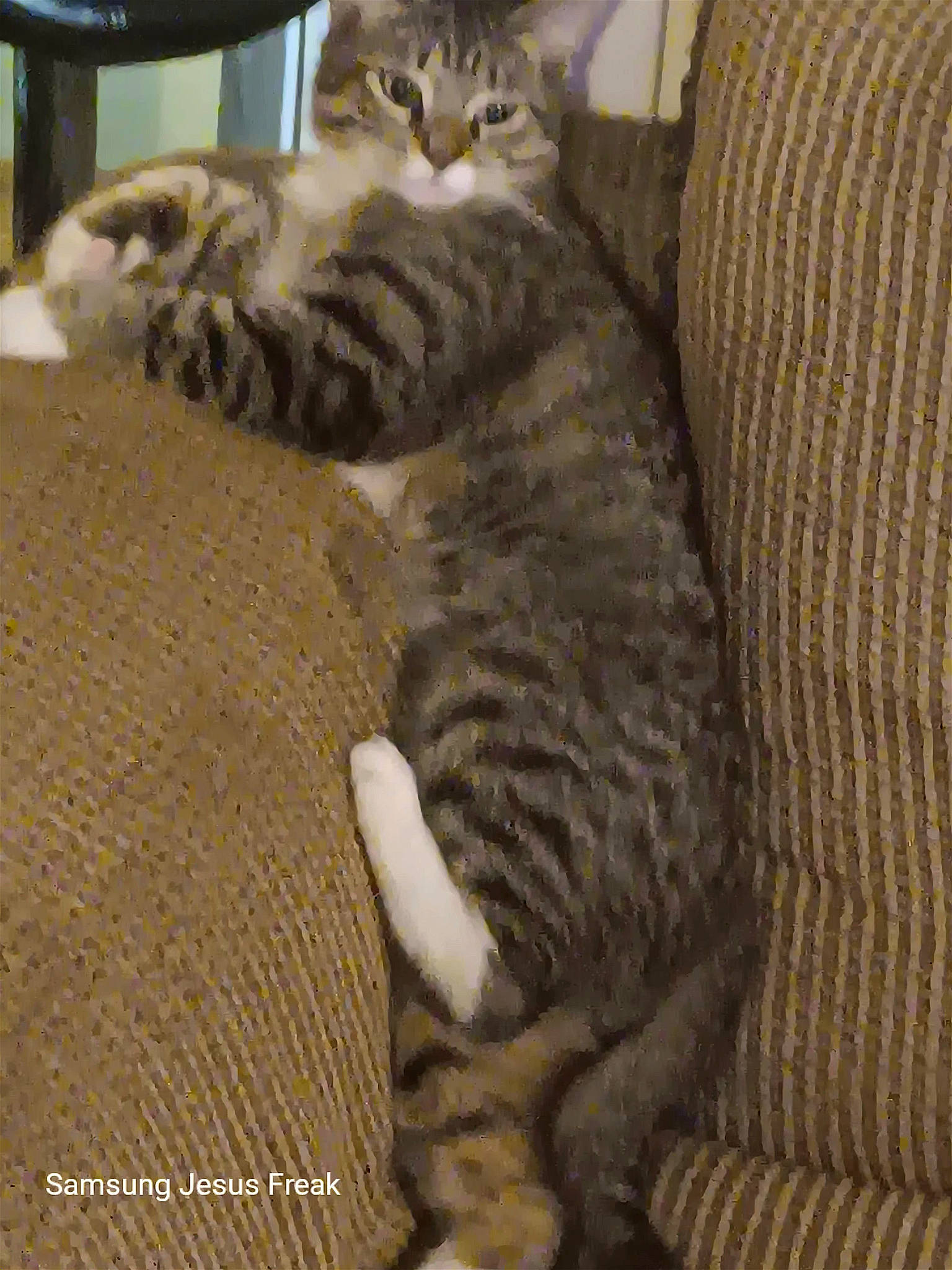 Bootz is registered to the contest to win money with this photo: carnivore, cat, claw, comfort, domestic_short_haired_cat, felidae, fur, paw, small_to_medium_sized_cats, snout, tail, terrestrial_animal, whiskers