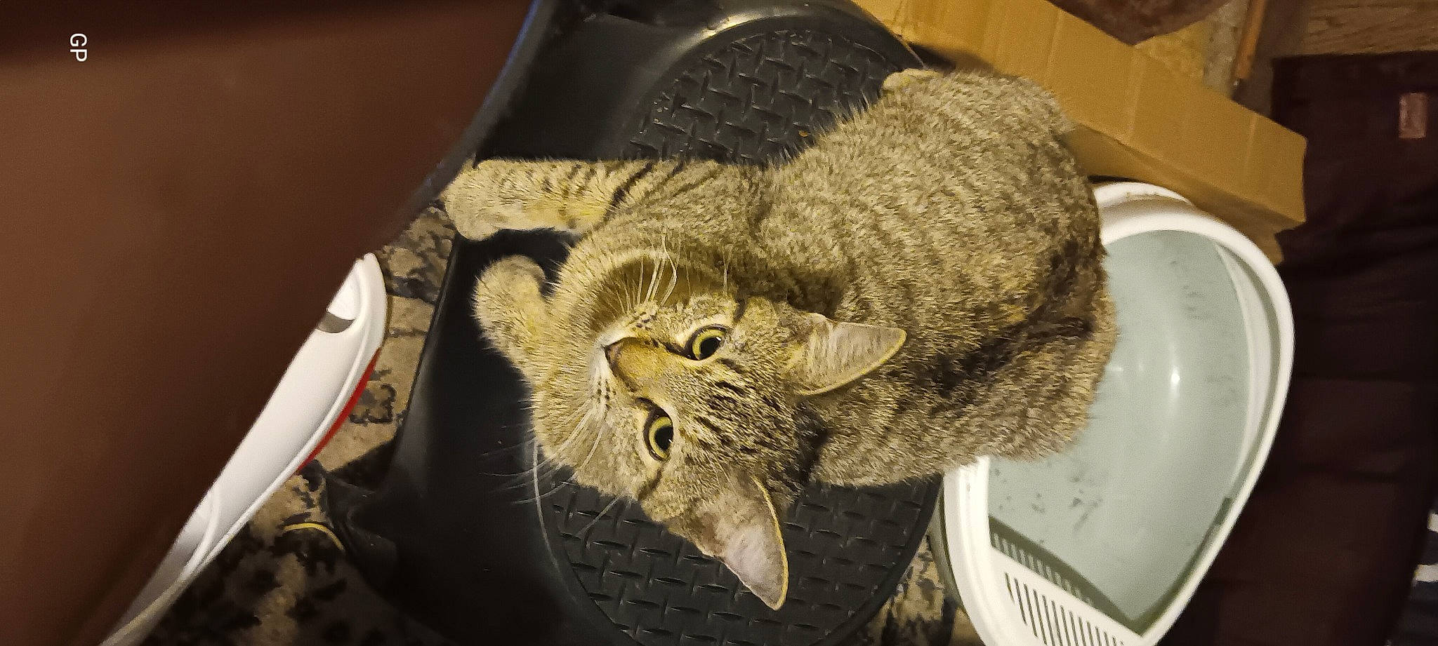 Bootz joined the competition — help win amazing prizes! bag, carnivore, cat, claw, comfort, domestic_short_haired_cat, fashion_accessory, felidae, fur, glasses, hat, personal_protective_equipment, plumbing_fixture, serveware, small_to_medium_sized_cats, snout, tail, terrestrial_animal, whiskers, wildlife