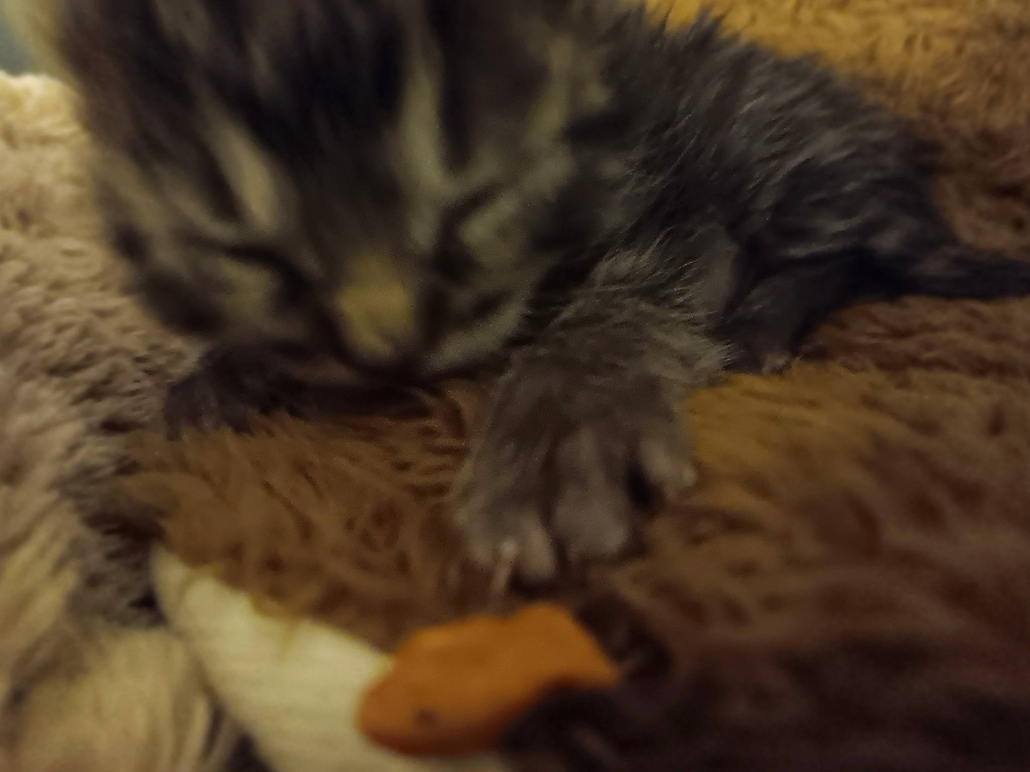 Mittenz is registered to the contest to win money with this photo: carnivore, cat, claw, comfort, domestic_short_haired_cat, felidae, fur, nap, paw, sleep, small_to_medium_sized_cats, tail, terrestrial_animal, whiskers