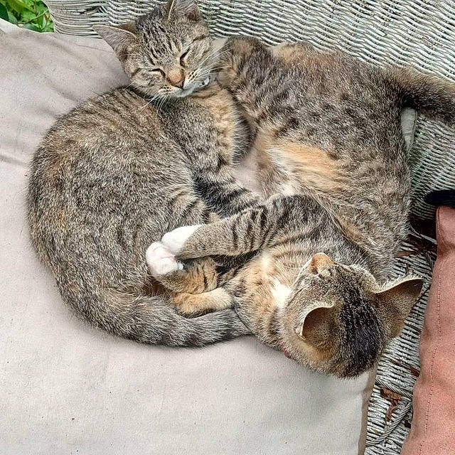 Mittenz joined the competition — help win amazing prizes! carnivore, cat, cat_bed, claw, comfort, domestic_short_haired_cat, felidae, fur, paw, small_to_medium_sized_cats, snout, tail, terrestrial_animal, vertebrate, whiskers, wildlife