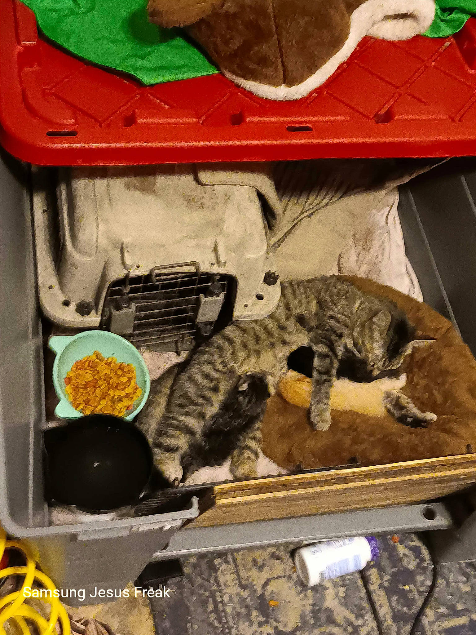 Mittenz joined the competition — help win amazing prizes! basket, carnivore, cat, comfort, comfort_food, domestic_short_haired_cat, felidae, fur, ingredient, pattern, pet_supply, recipe, small_to_medium_sized_cats, tail, whiskers