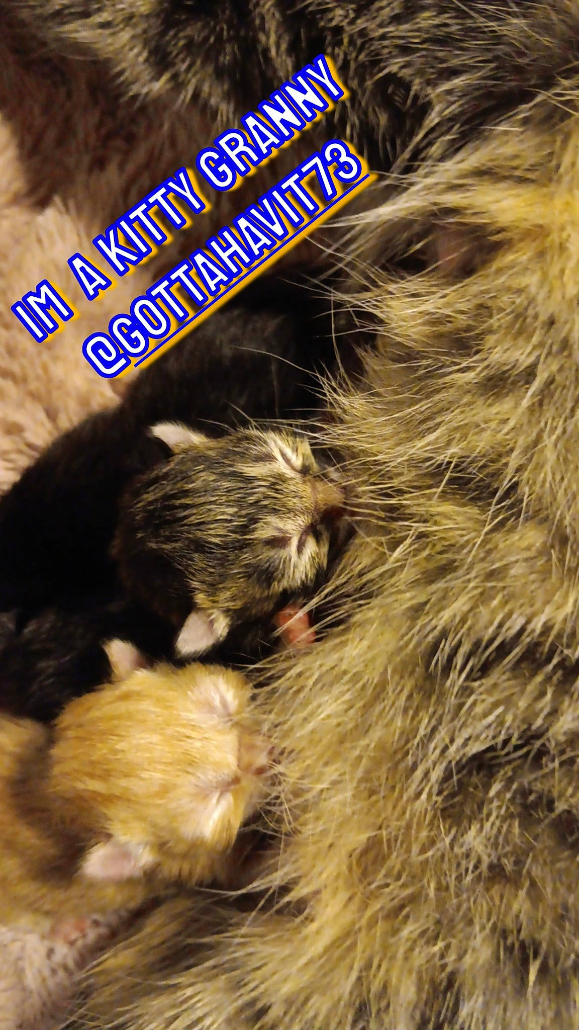 Mittenz is registered to the contest to win money with this photo: carnivore, cat, claw, close_up, companion_dog, dog_breed, felidae, fur, liver, mammal, organism, paw, small_to_medium_sized_cats, snout, sporting_group, tail, terrestrial_animal, vertebrate, whiskers, wildlife