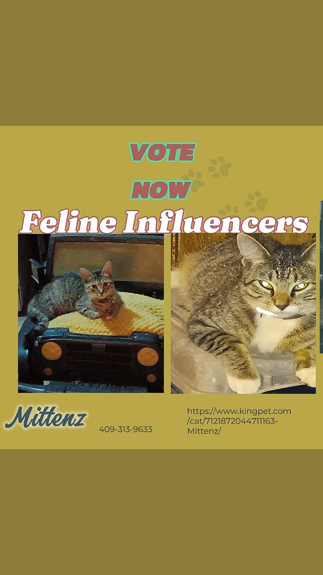 Tango is registered to the contest to win money with this photo: advertising, bed, bedding, carnivore, cat, cat_supply, comfort, domestic_short_haired_cat, felidae, font, fur, photo_caption, publication, small_to_medium_sized_cats, tail, terrestrial_animal, whiskers, wildlife, window