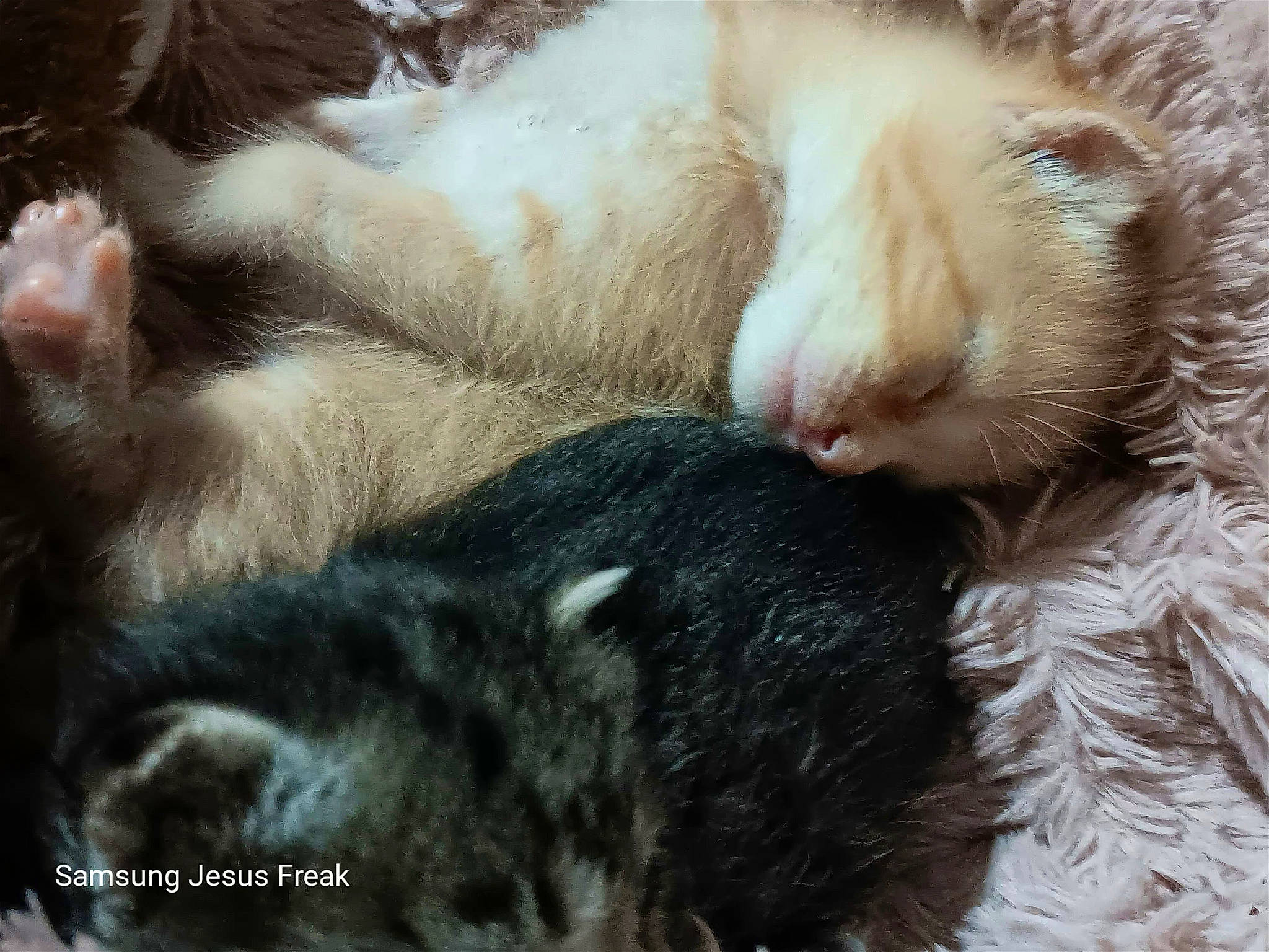 Tango is registered to the contest to win money with this photo: carnivore, cat, claw, comfort, fawn, felidae, fur, nap, paw, sleep, small_to_medium_sized_cats, snout, tail, terrestrial_animal, whiskers