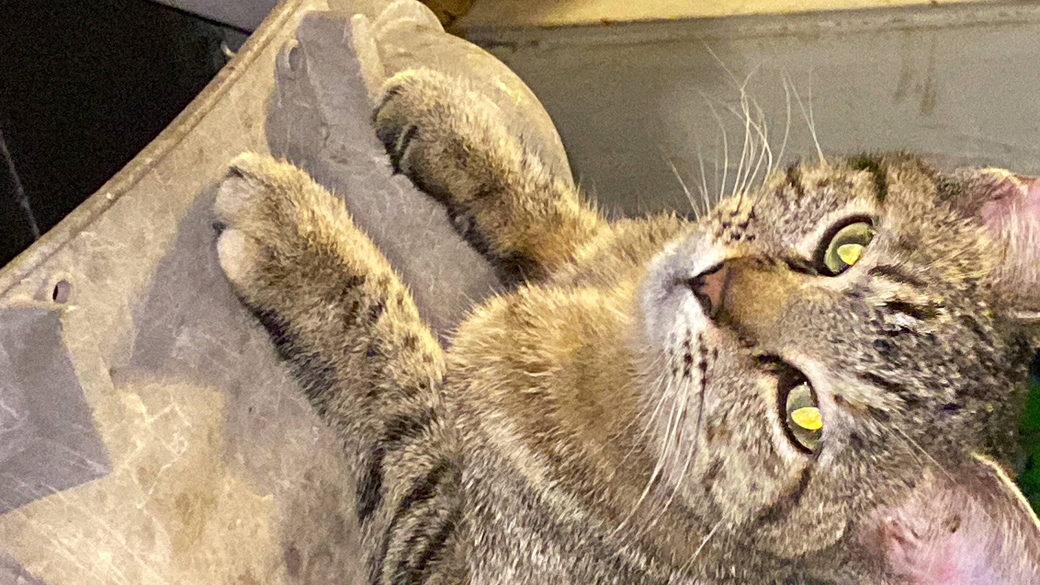 Soccz is registered to the contest to win money with this photo: big_cats, carnivore, cat, claw, domestic_short_haired_cat, felidae, fur, lynx, small_to_medium_sized_cats, snout, tail, terrestrial_animal, whiskers, wildlife