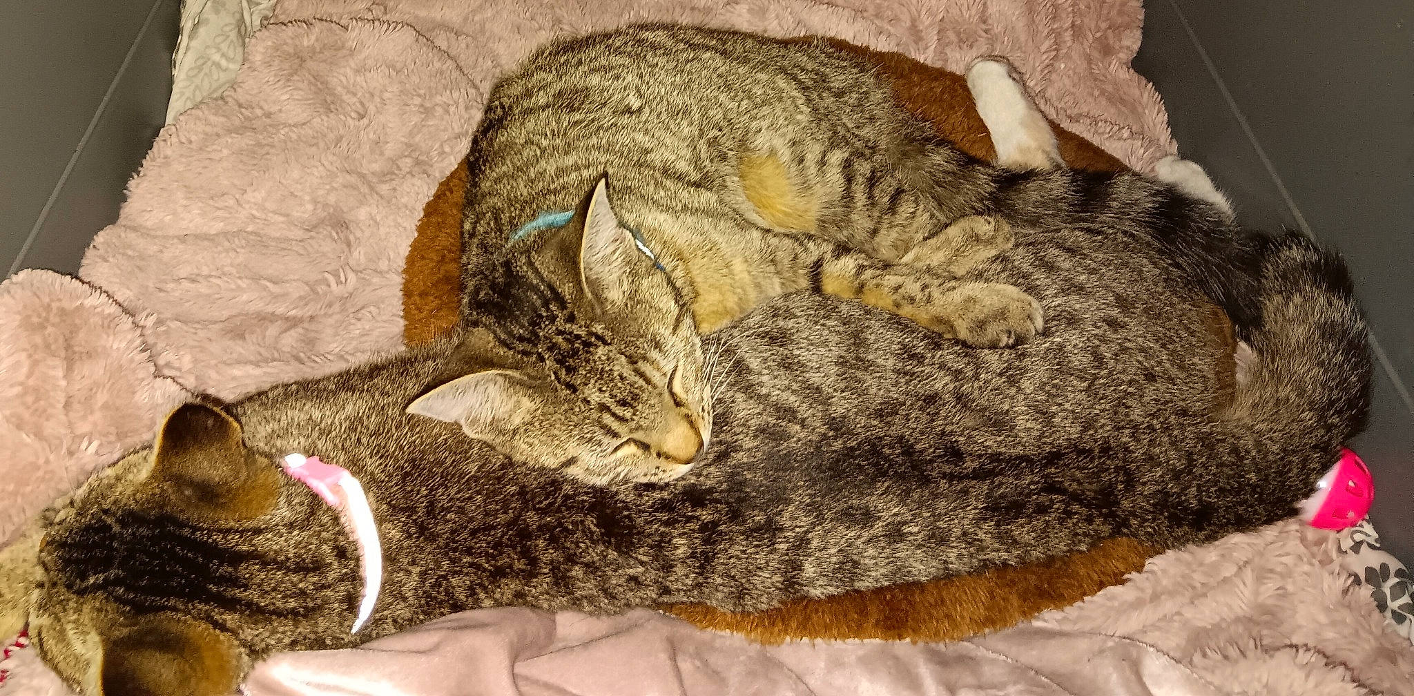 Soccz is registered to the contest to win money with this photo: art, cap, carnivore, cat, claw, comfort, domestic_short_haired_cat, fawn, felidae, fur, nap, pattern, paw, sleep, small_to_medium_sized_cats, snout, tail, terrestrial_animal, whiskers, wildlife