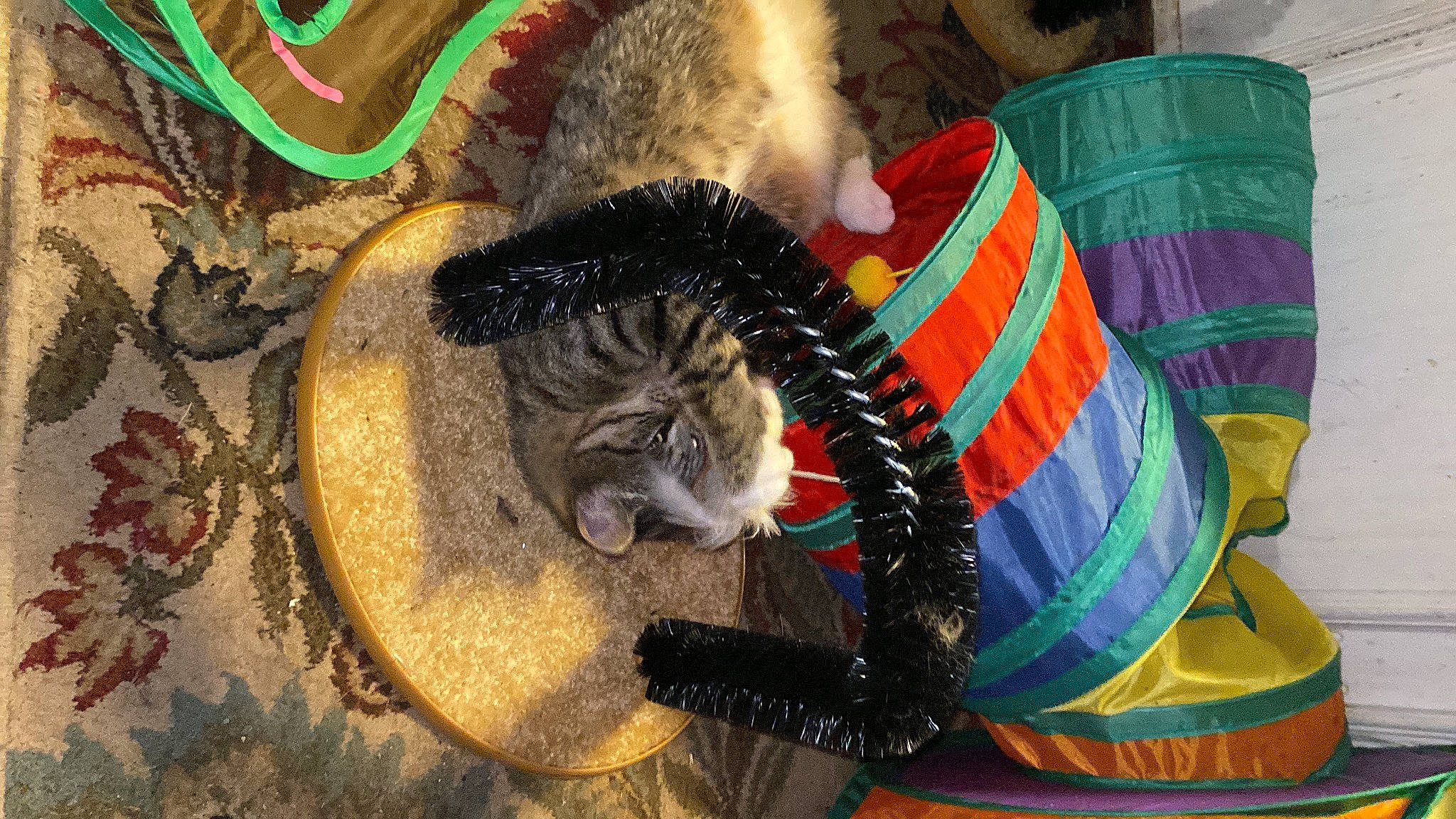 Soccz joined the competition — help win amazing prizes! art, carnivore, cat, circle, domestic_short_haired_cat, event, fawn, felidae, festival, fun, fur, hat, pattern, small_to_medium_sized_cats, tail, tradition, tree, visual_arts, whiskers