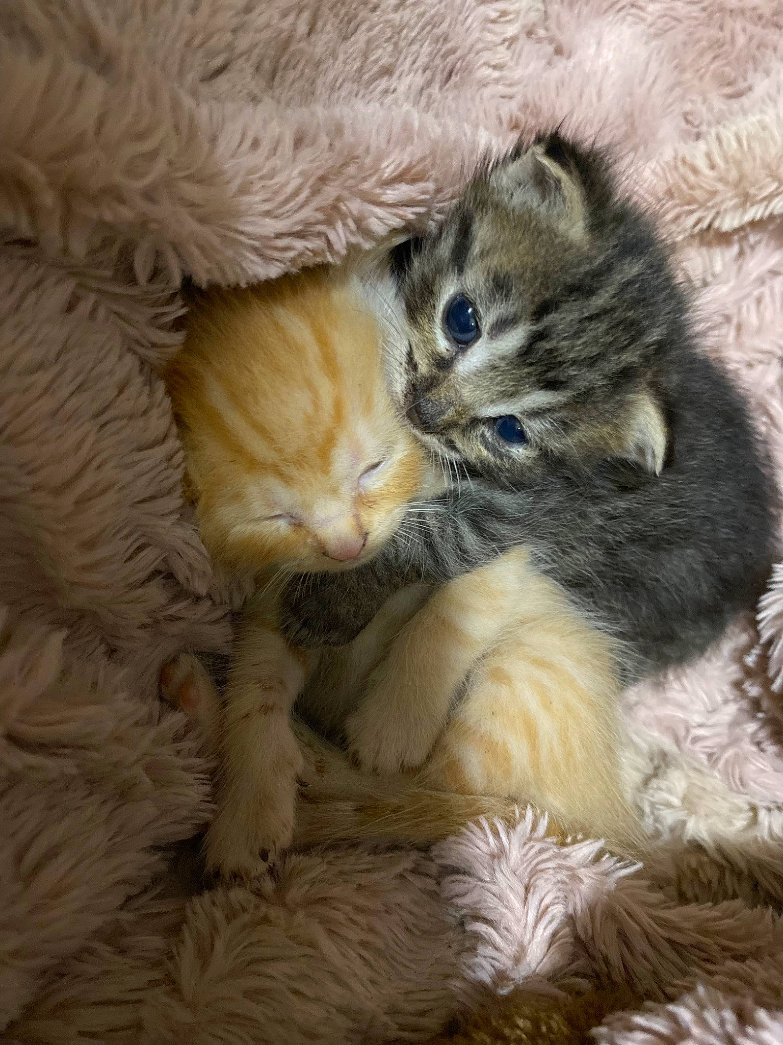 Tygra is registered to the contest to win money with this photo: carnivore, cat, claw, comfort, domestic_short_haired_cat, fawn, felidae, fur, paw, small_to_medium_sized_cats, snout, tail, terrestrial_animal, whiskers