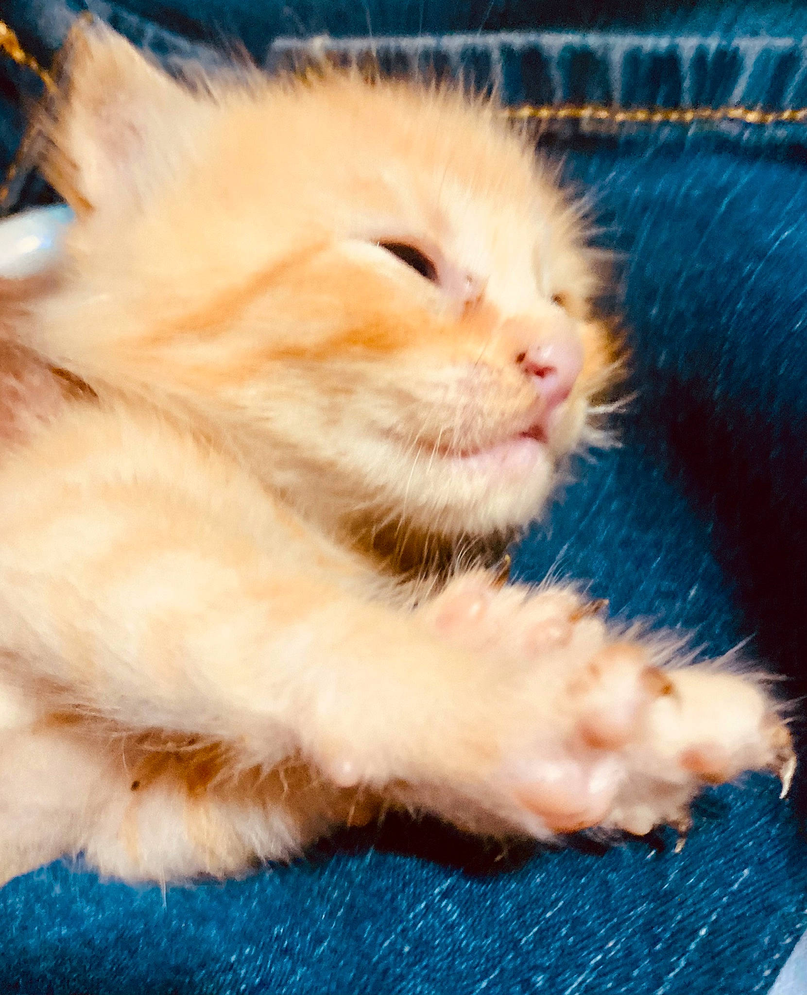 Tygra is registered to the contest to win money with this photo: carnivore, cat, child, claw, comfort, domestic_short_haired_cat, electric_blue, fawn, felidae, flooring, fur, nap, paw, sleep, small_to_medium_sized_cats, snout, tail, whiskers